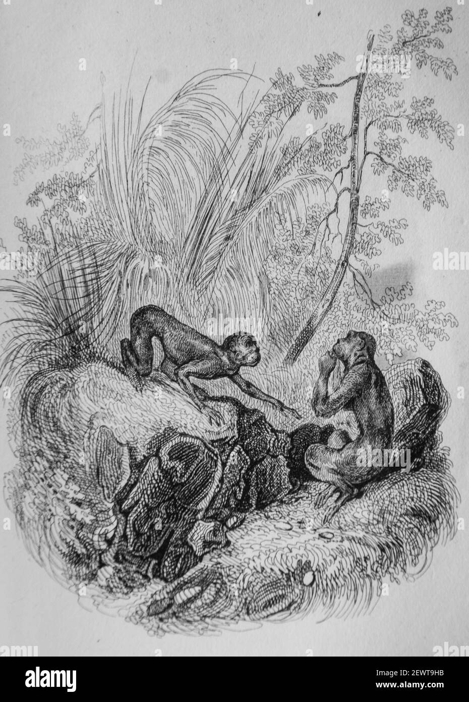 Illustration La Guenon Le Singe Et La Noix la guenon le singe et la noix, fables de florian illustrees par victor adam ,editeur delloye,desme 1838 Stock Photo - Alamy