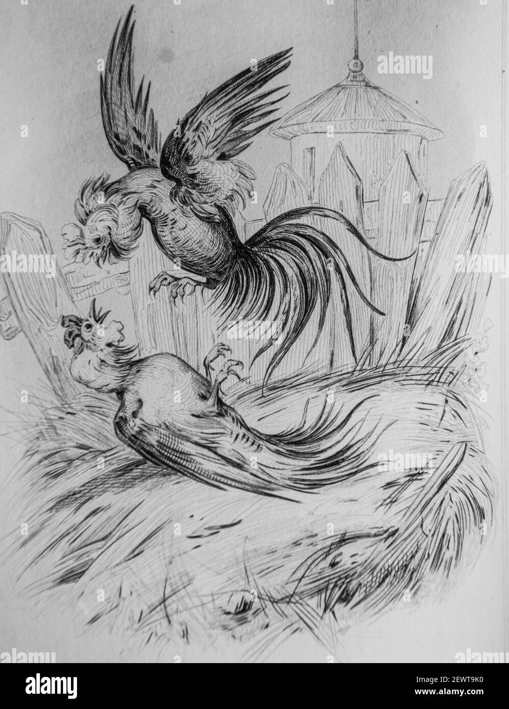 le coq fanfaron, fables de florian illustrees par victor adam ,editeur delloye,desme 1838 Stock Photo