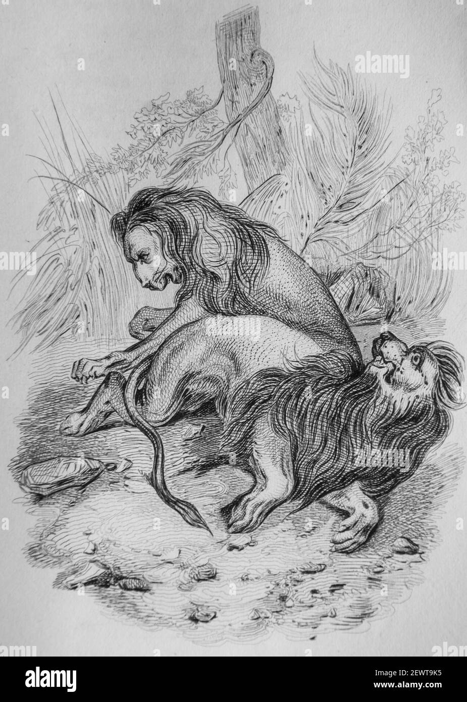 les deux lions, fables de florian illustrees par victor adam ,editeur delloye,desme 1838 Stock Photo