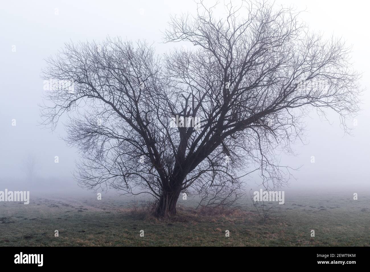 Old tree in the mist at Paar river near Schrobenhausen, Bavaria, Germany Stock Photo