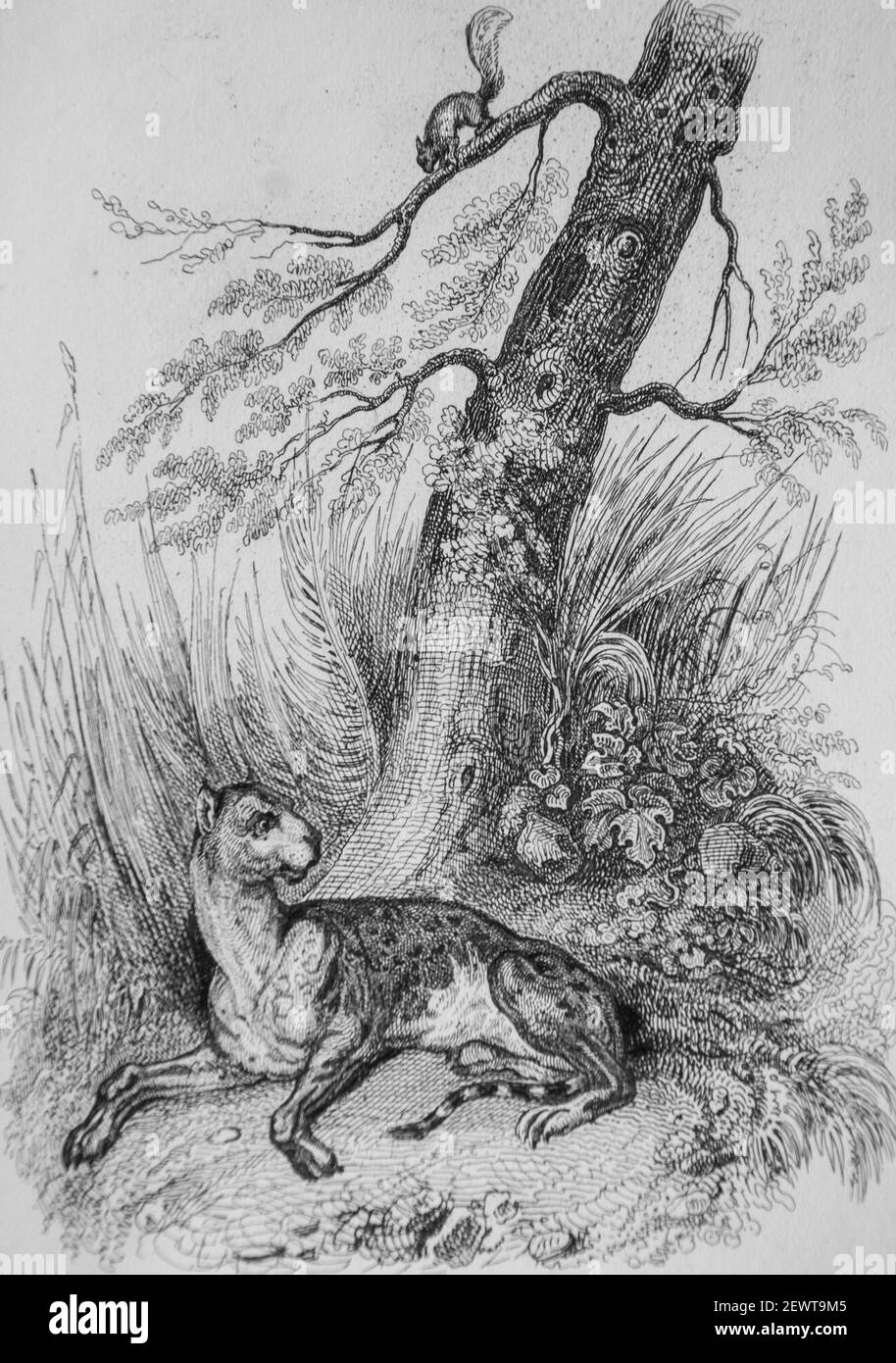 le leopard et l'ecureuil, fables de florian illustrees par victor adam ,editeur delloye,desme 1838 Stock Photo