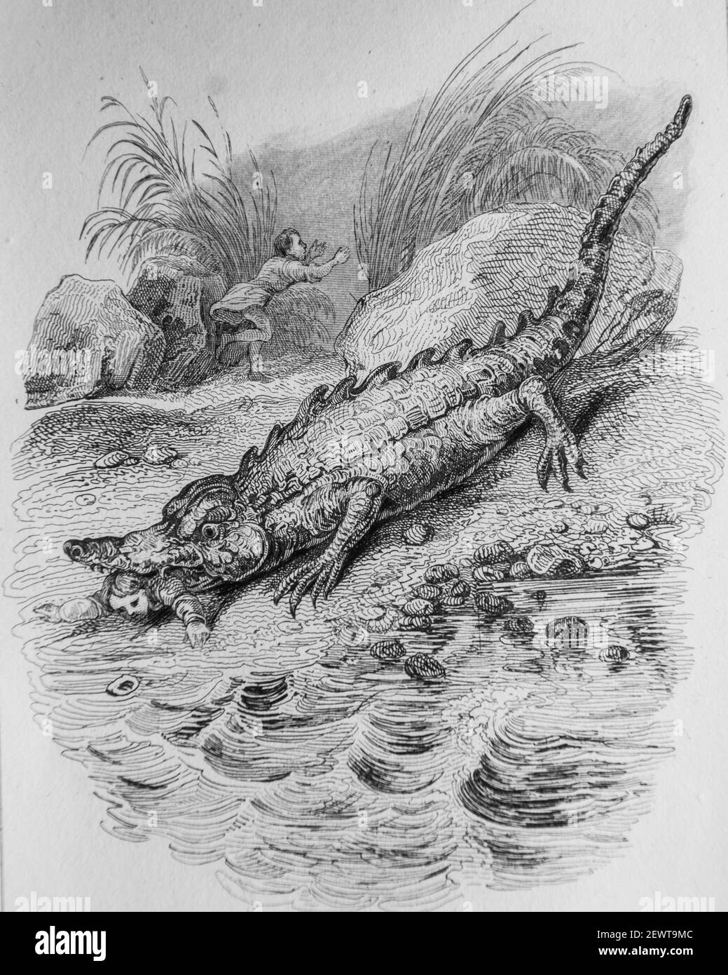 le crocodile et l'esturgeon, fables de florian illustrees par victor adam ,editeur delloye,desme 1838 Stock Photo