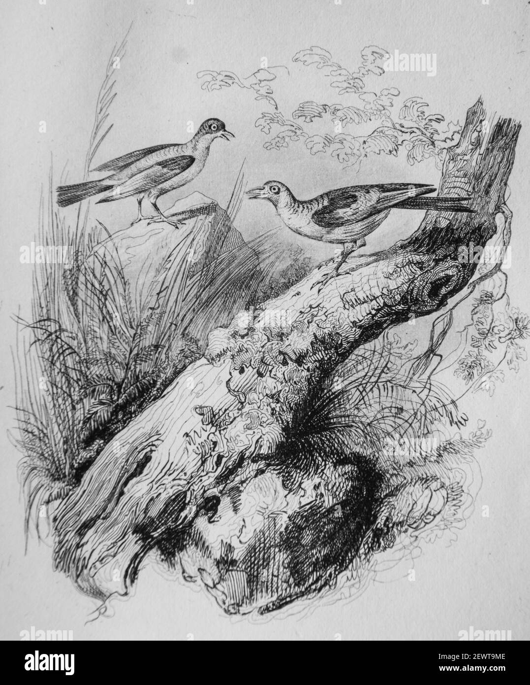la tourterelle et la fauvette, fables de florian illustrees par victor adam ,editeur delloye,desme 1838 Stock Photo