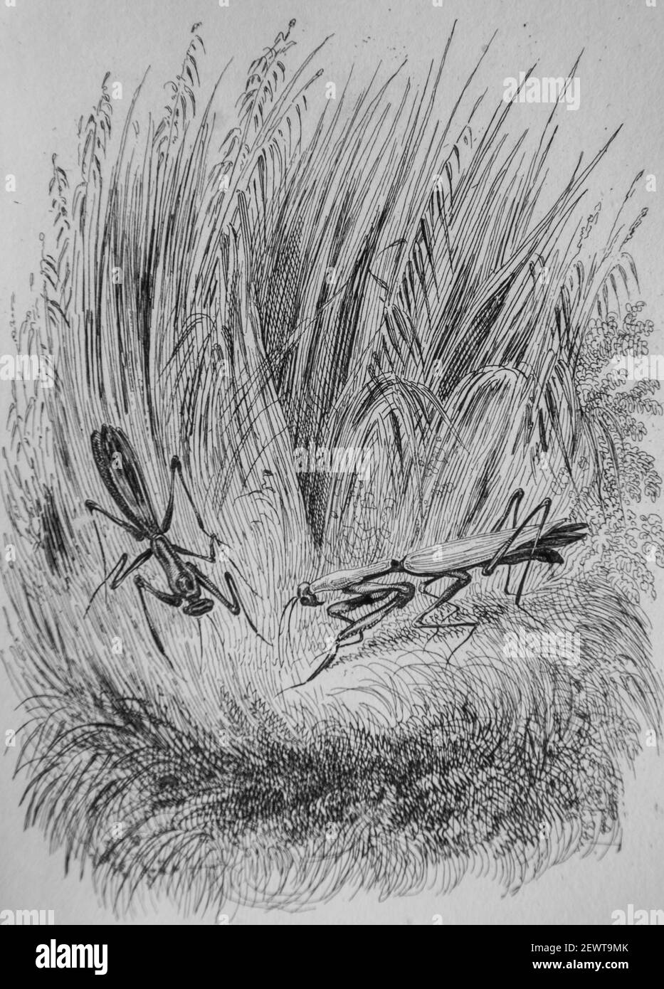 la sauterelle, fables de florian illustrees par victor adam ,editeur delloye,desme 1838 Stock Photo