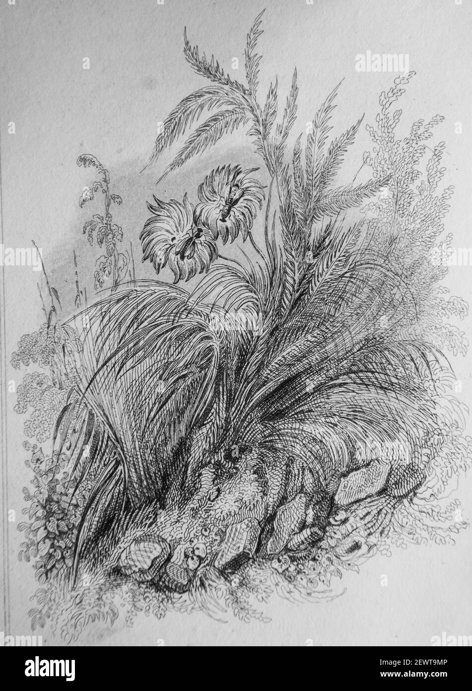 fla guepe et l'abeille, ables de florian illustrees par victor adam ,editeur delloye,desme 1838 Stock Photo