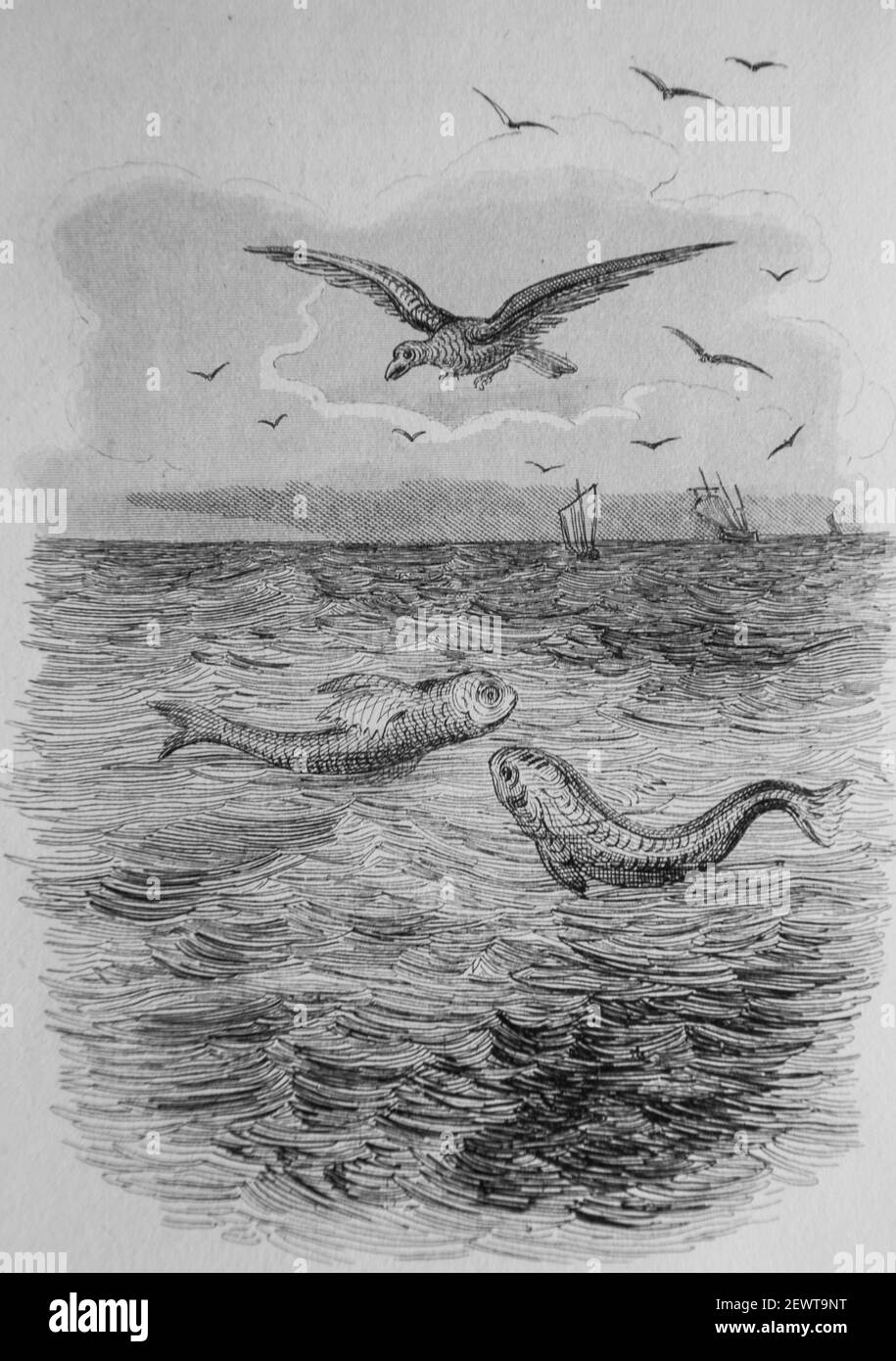 le poisson volant, fables de florian illustrees par victor adam ,editeur delloye,desme 1838 Stock Photo
