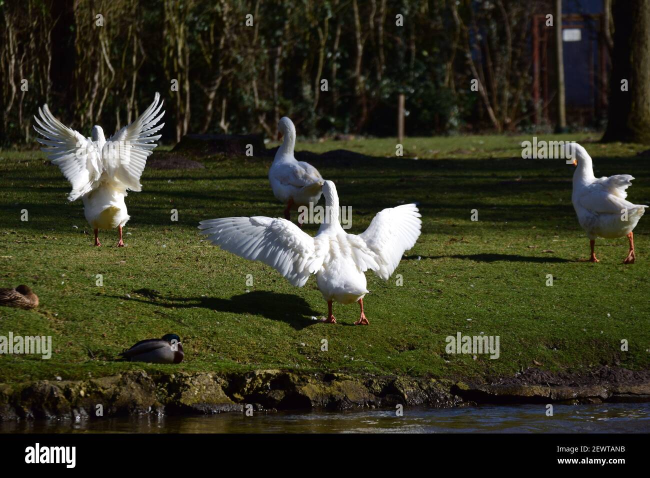 Two white geese are standing on the lawn spread her plumage Stock Photo