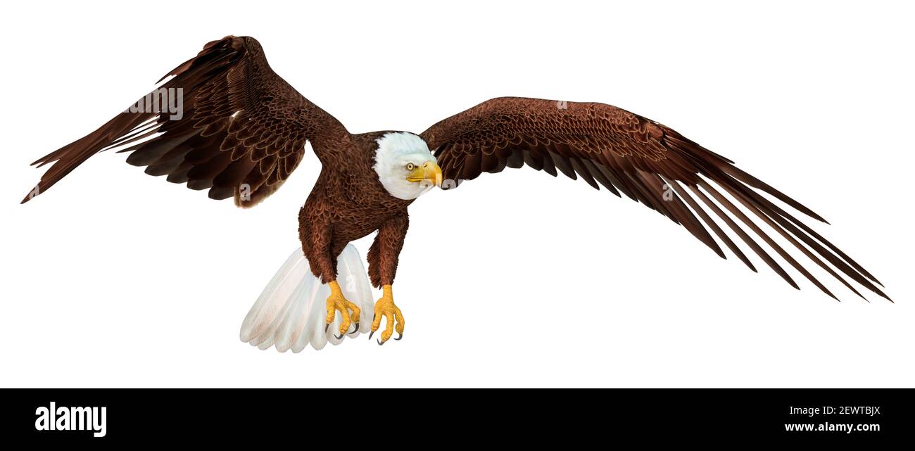 3D rendering of a bald eagle isolated on white background Stock Photo ...