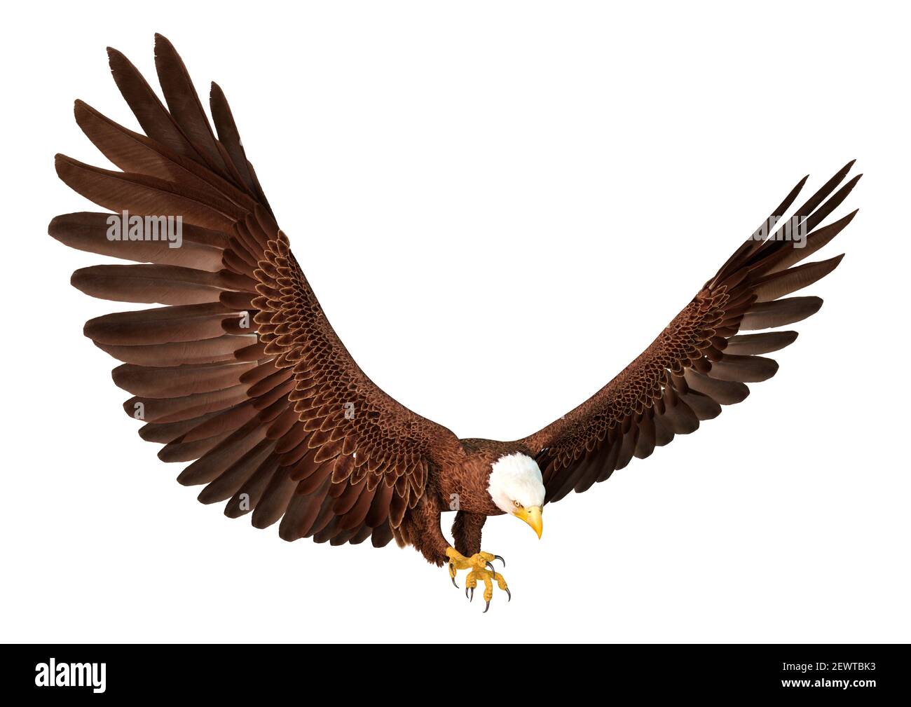 3D rendering of a bald eagle isolated on white background Stock Photo ...