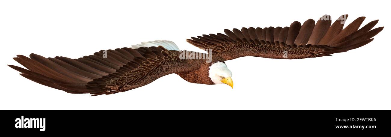 3D rendering of a bald eagle isolated on white background Stock Photo ...