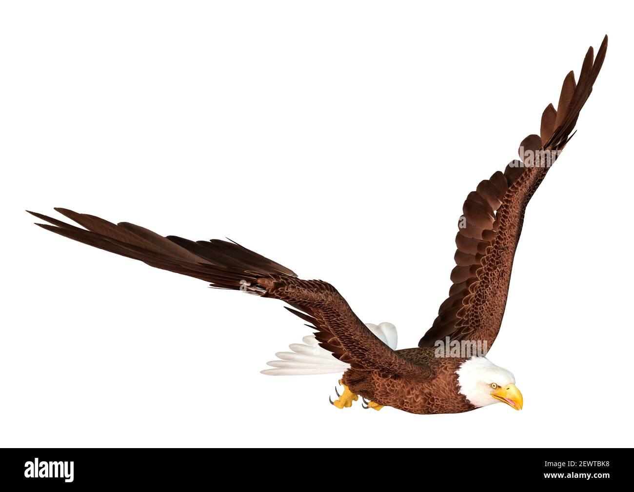 3D rendering of a bald eagle isolated on white background Stock Photo - Alamy 3D rendering of a bald eagle isolated on white background Stock Photo - Alamy