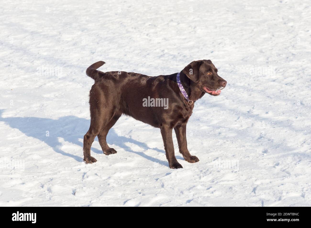 Chocolate labrador retriever is standing on white snow in the winter park. Pet animals. Purebred dog. Stock Photo