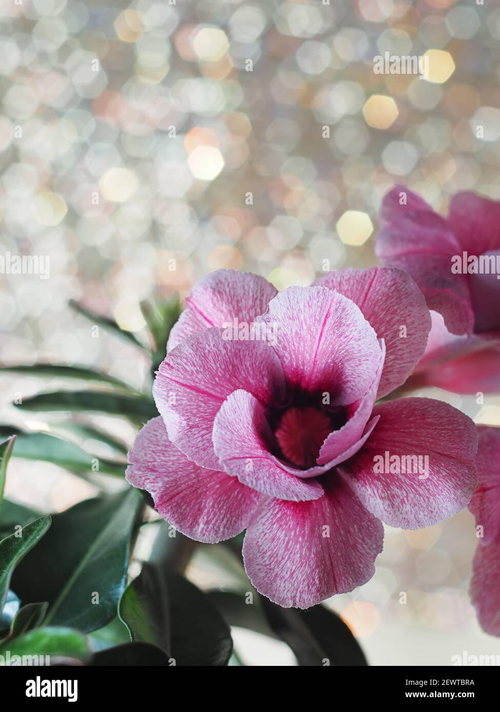 Pink flower Adenium Obesum plant with green leaves in pot. Tropical flower, desert rose flower. Selective focus. Stock Photo