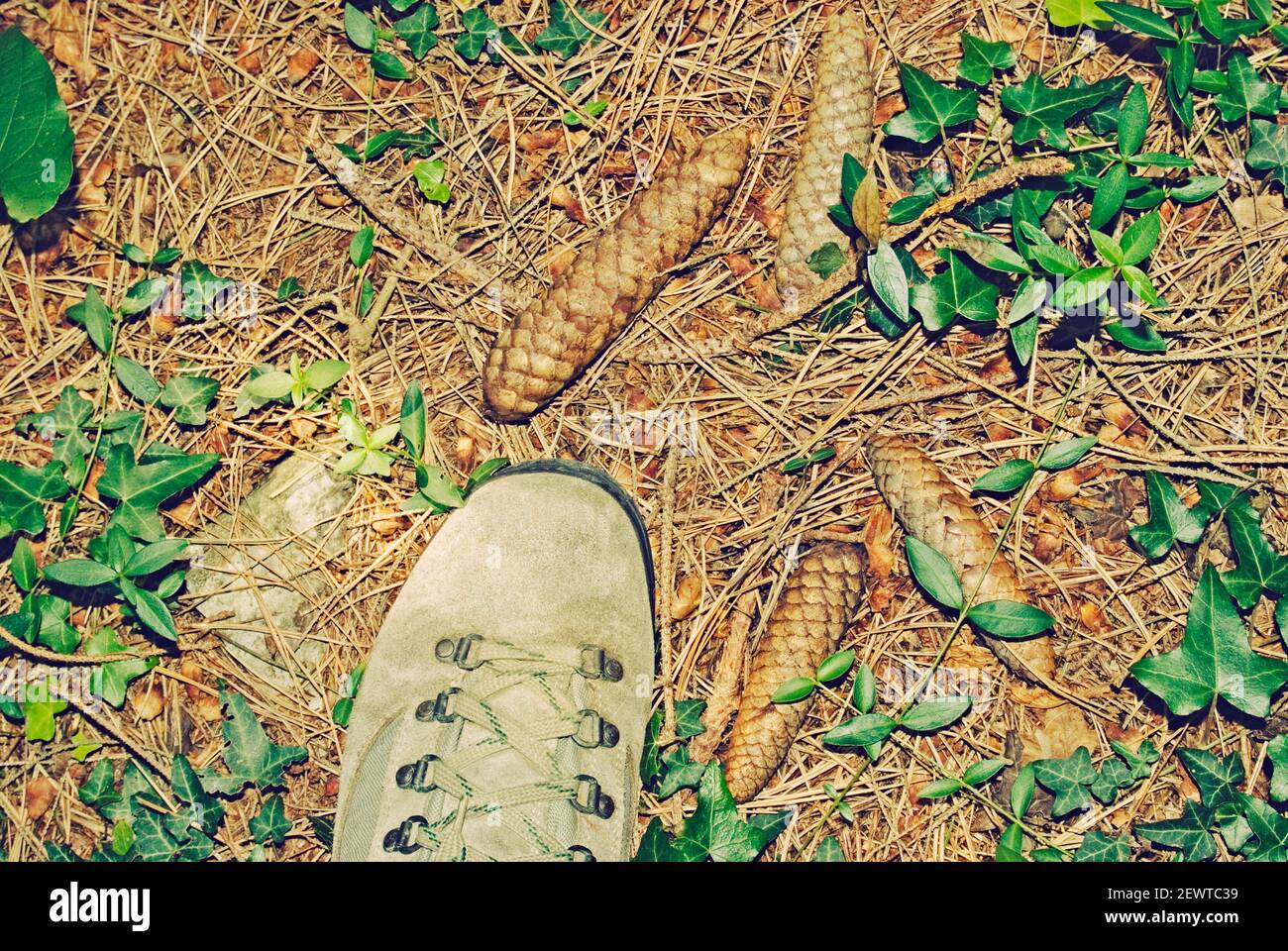 hiking boot against a pine needles covered forest floor with pine cones Stock Photo