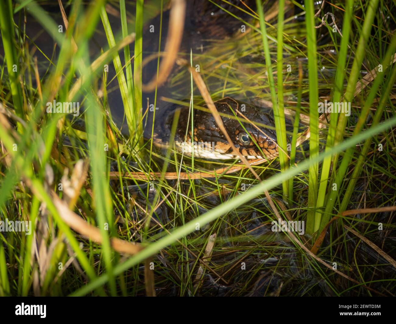 Water moccasin venomous snake in water Stock Photo Alamy