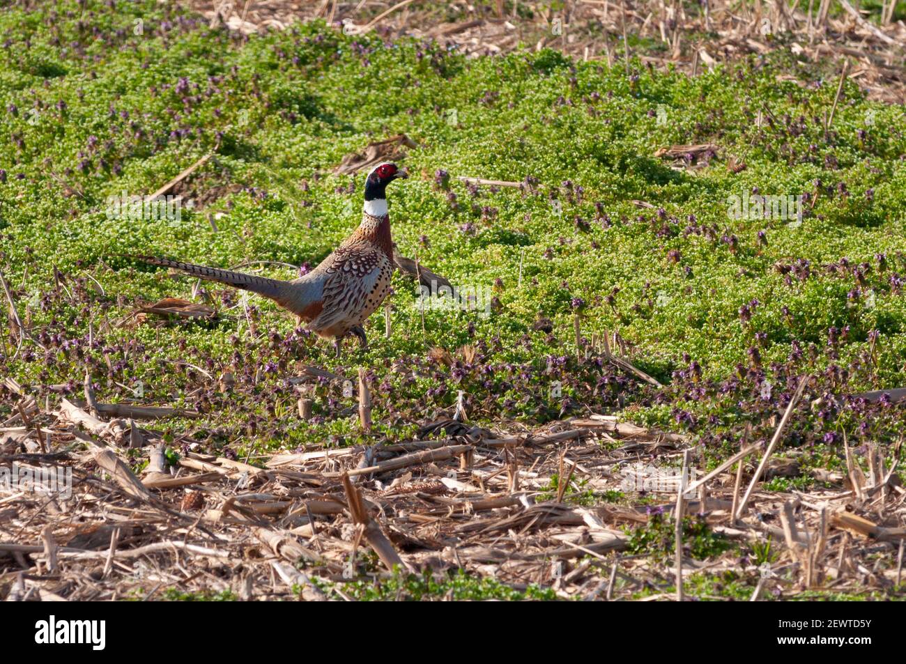 Italy, Lombardy, Countryside near Crema, Male Common Pheasant (Phasianus colchicus) Stock Photo