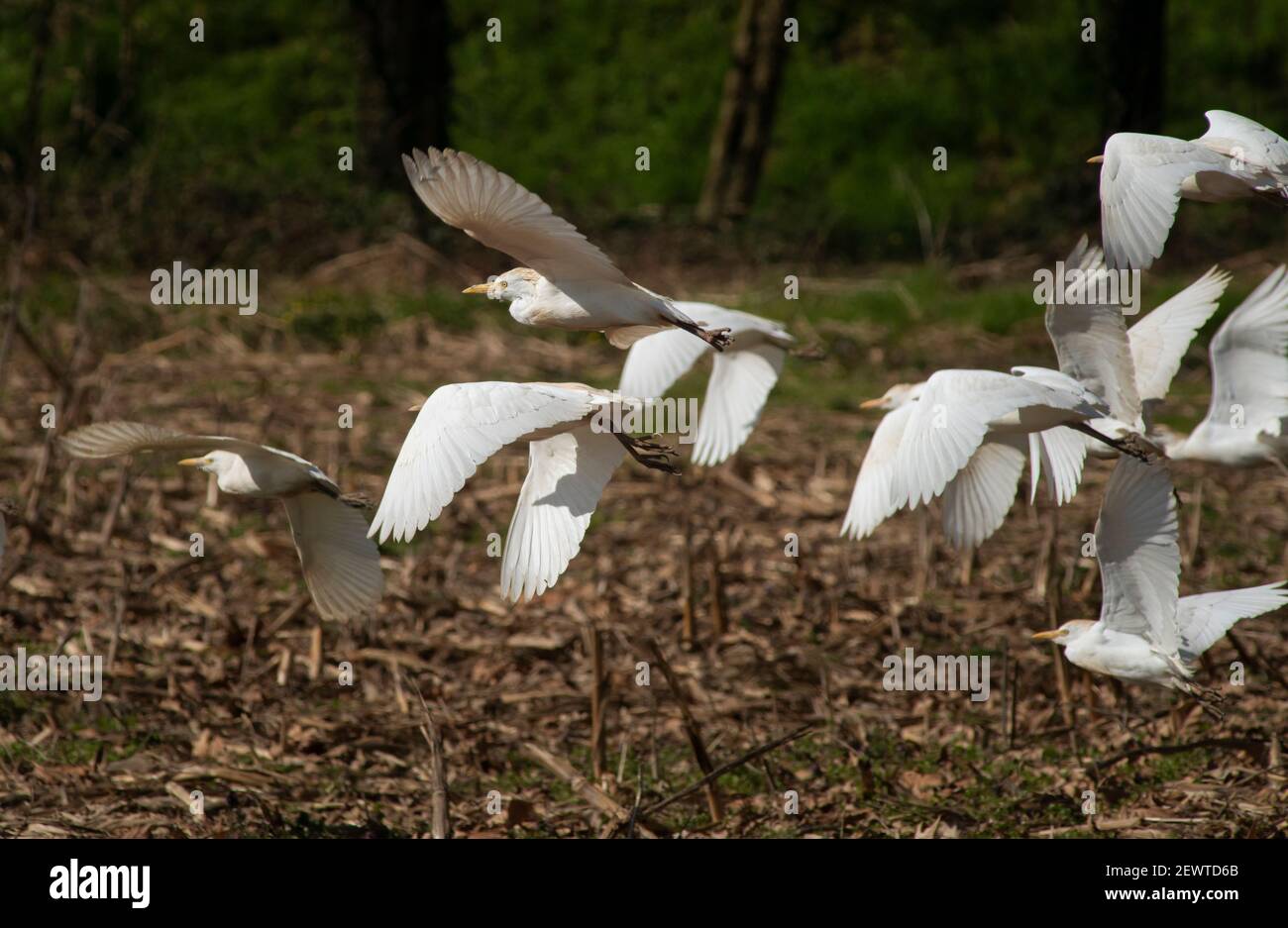 Italy, Lombardy, Countryside near Crema, Cattle Egret, Bubulcus Ibis Stock Photo