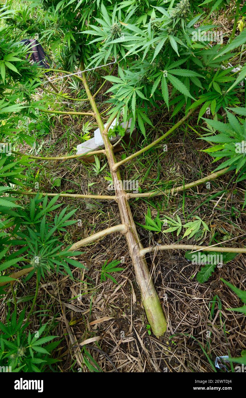 Cannabis growing in a field, low stress training technique bending trunk of the plant and