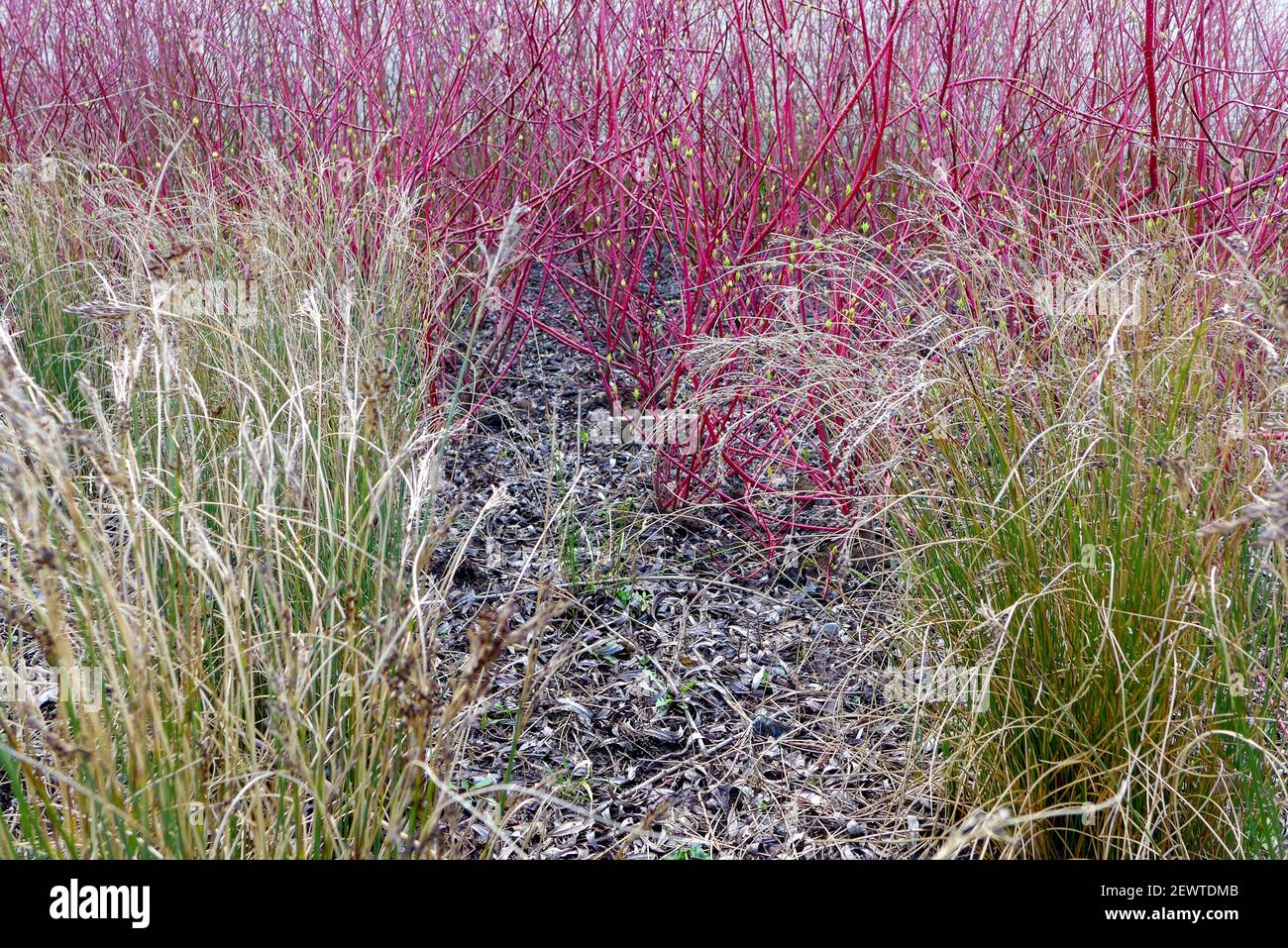 Bush of Common Dogwood, Cornus sanguinea, and Tufted Hair Grass, Deschampsia cespitosa, Stock Photo