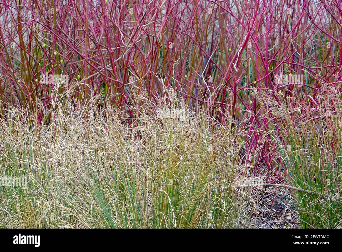 Bush of Common Dogwood, Cornus sanguinea, and Tufted Hair Grass, Deschampsia cespitosa, Stock Photo