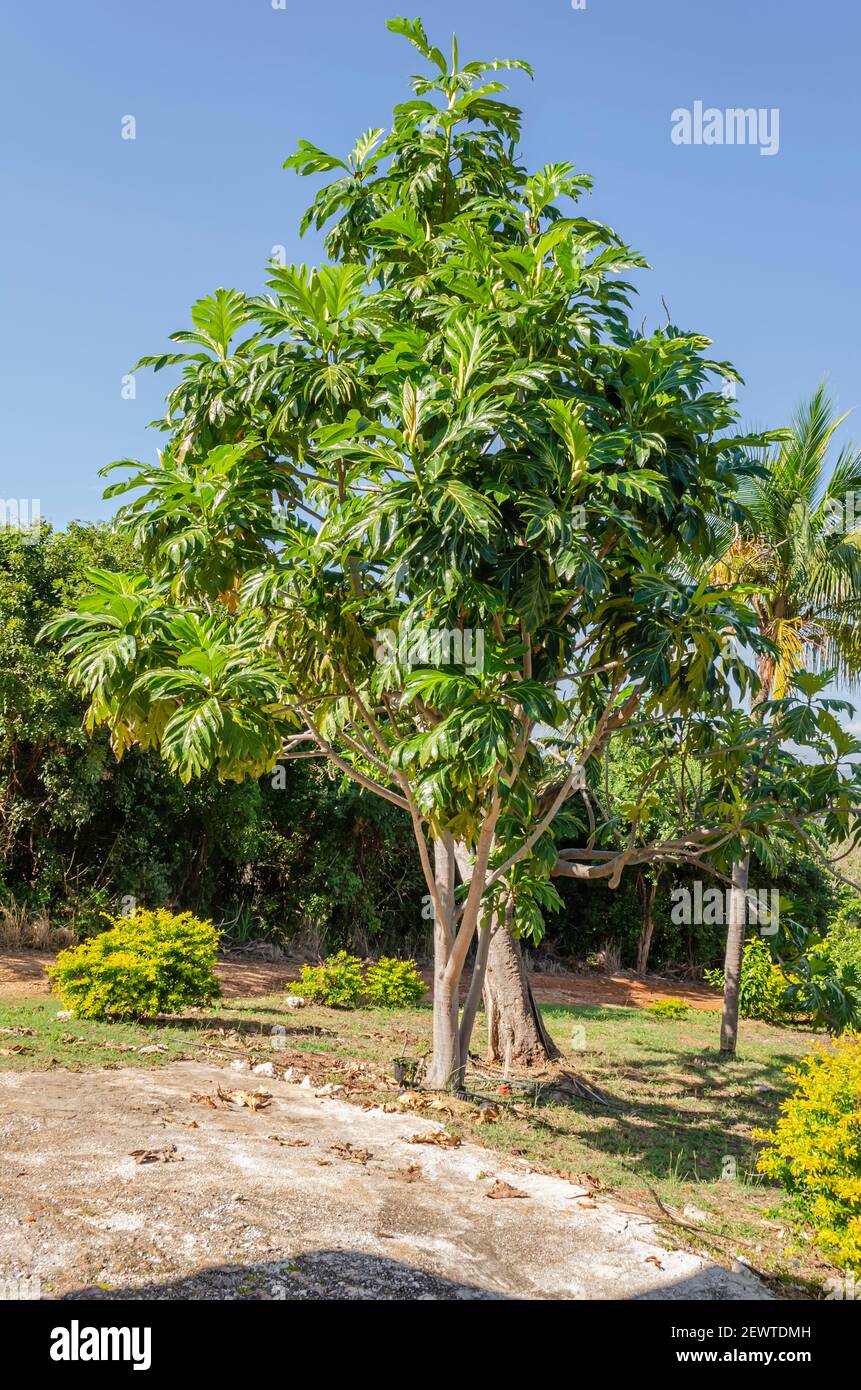 Breadfruit Tree Stock Photo