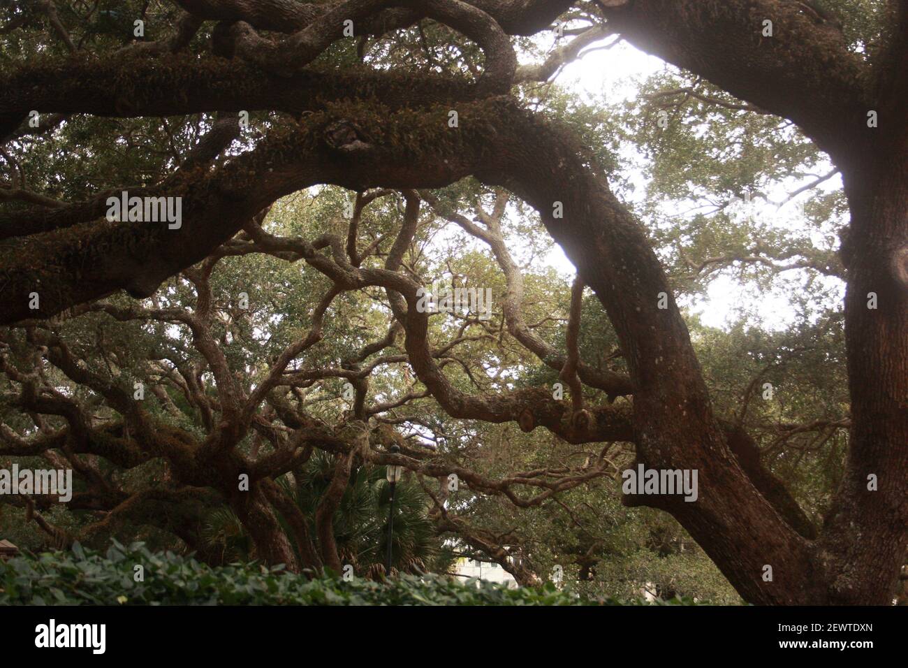 Southern Live Oaks (Quercus virginiana) in Florida, USA Stock Photo Alamy