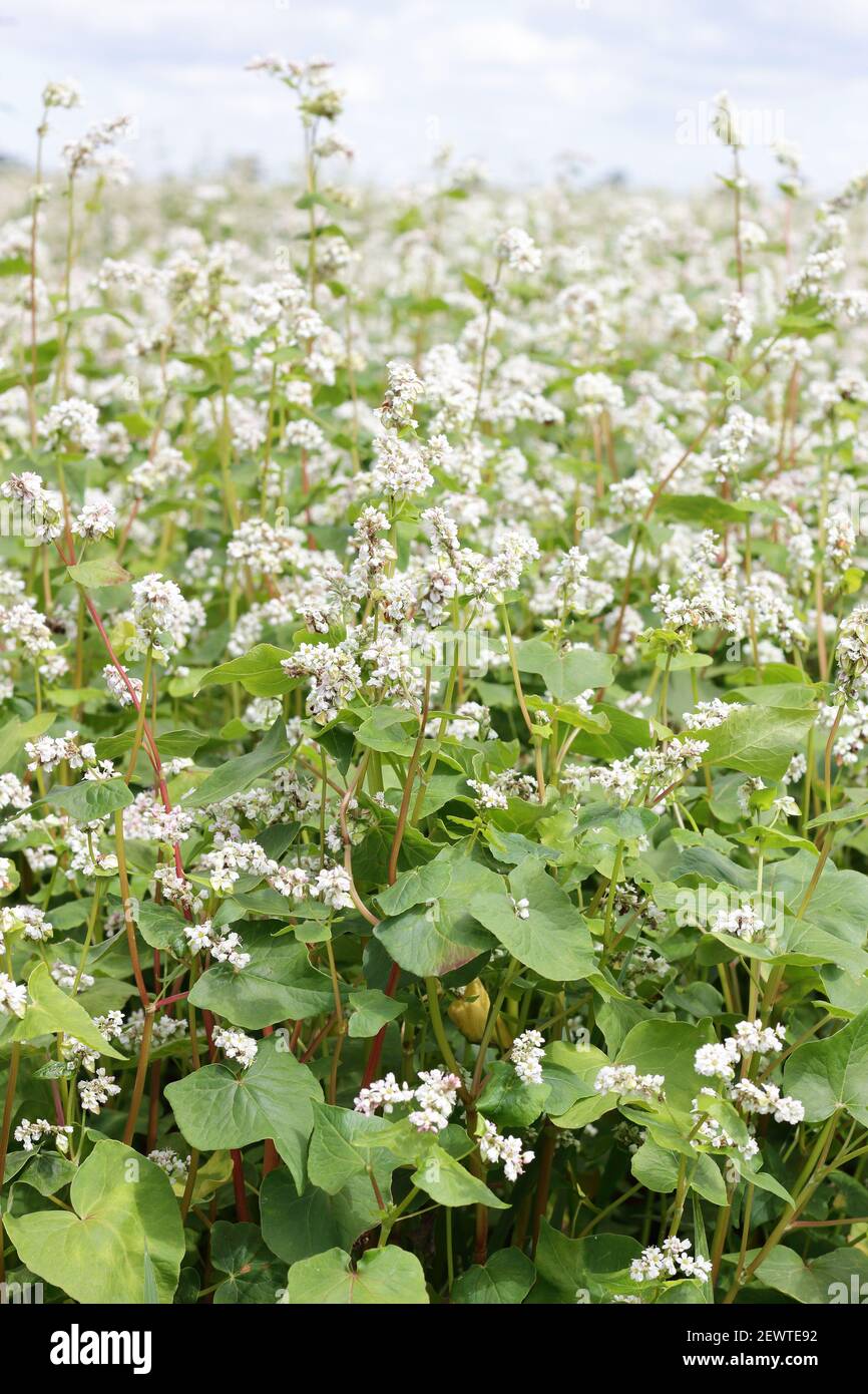 Buckwheat plant on agriculture field bloomong with white flowers, eco farming background or texture, closeup, organic agriculture and horticulture con Stock Photo