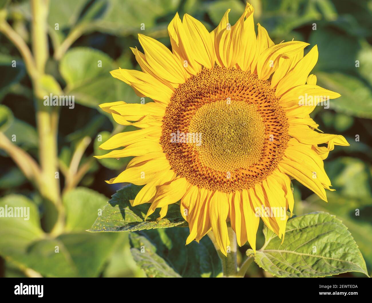 Beautiful bright ripening sunflower in a farm field. Stock Photo