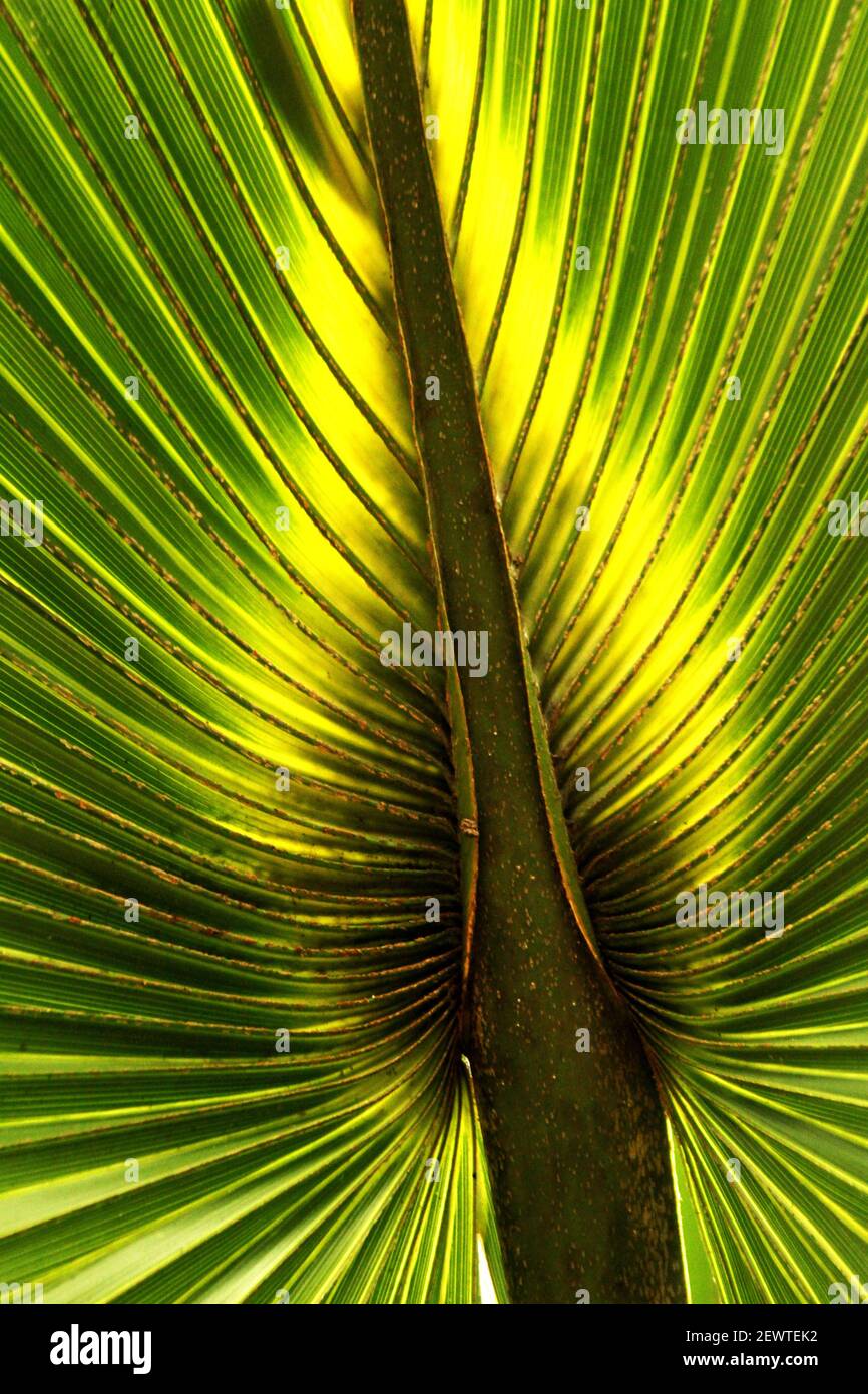 Washingtonia filifera (California fan palm/ desert fan palm). Underside of leaf from young palm. Stock Photo
