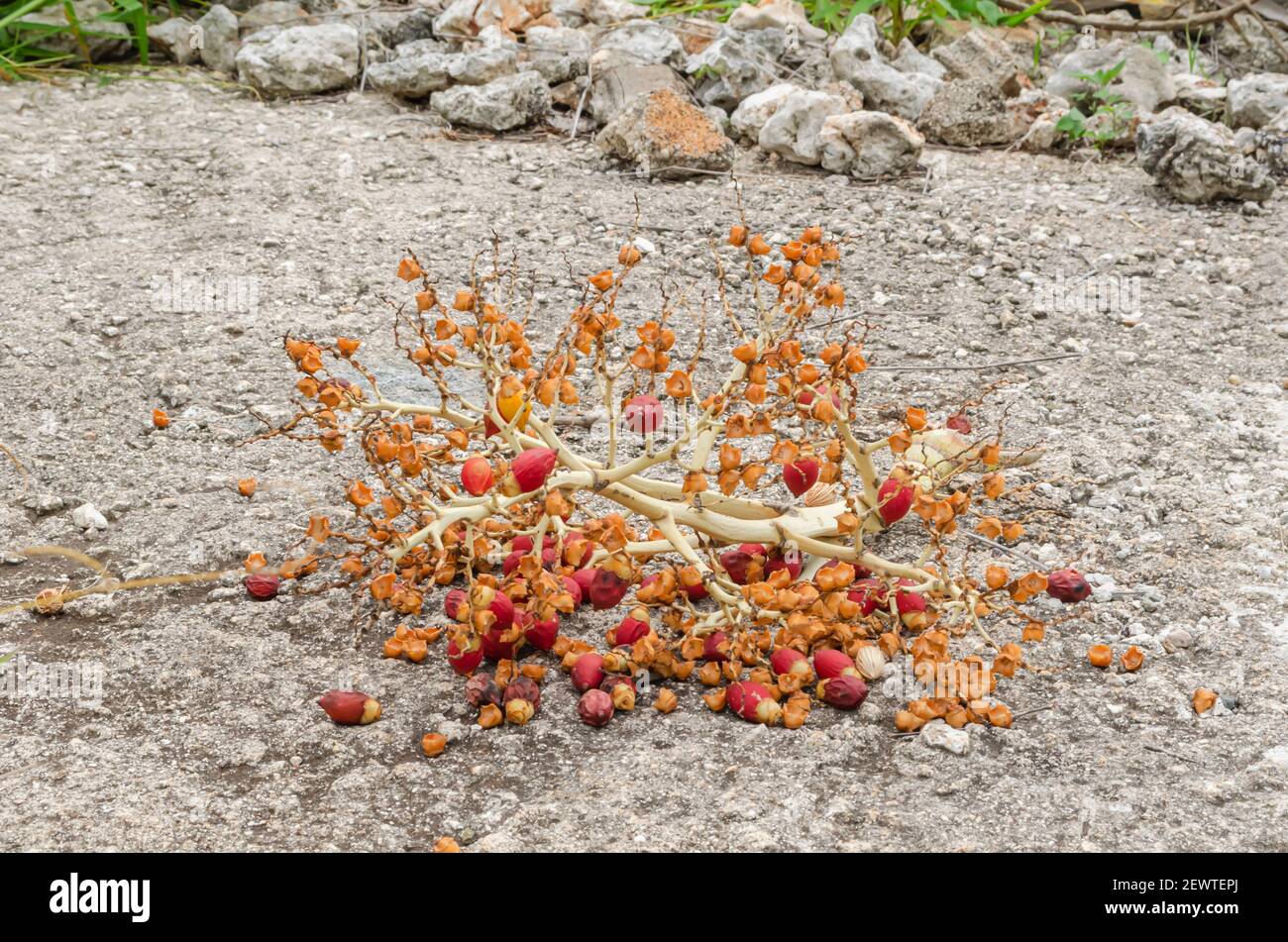 Royal Palm Fruits Stock Photo