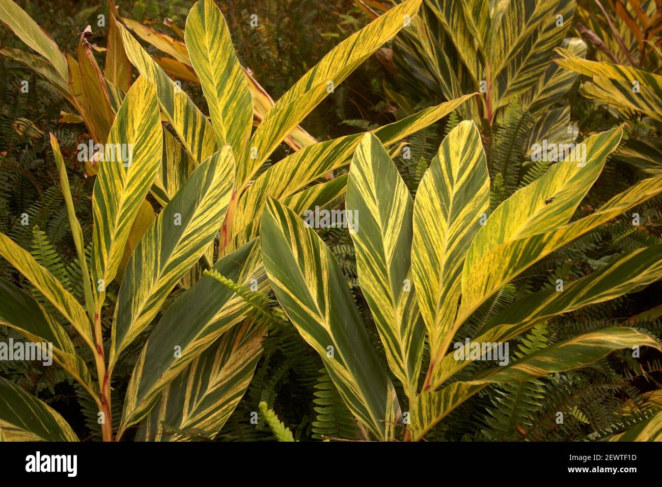 Alpinia zerumbet 'Variegata" (Shell ginger Stock Photo Alamy