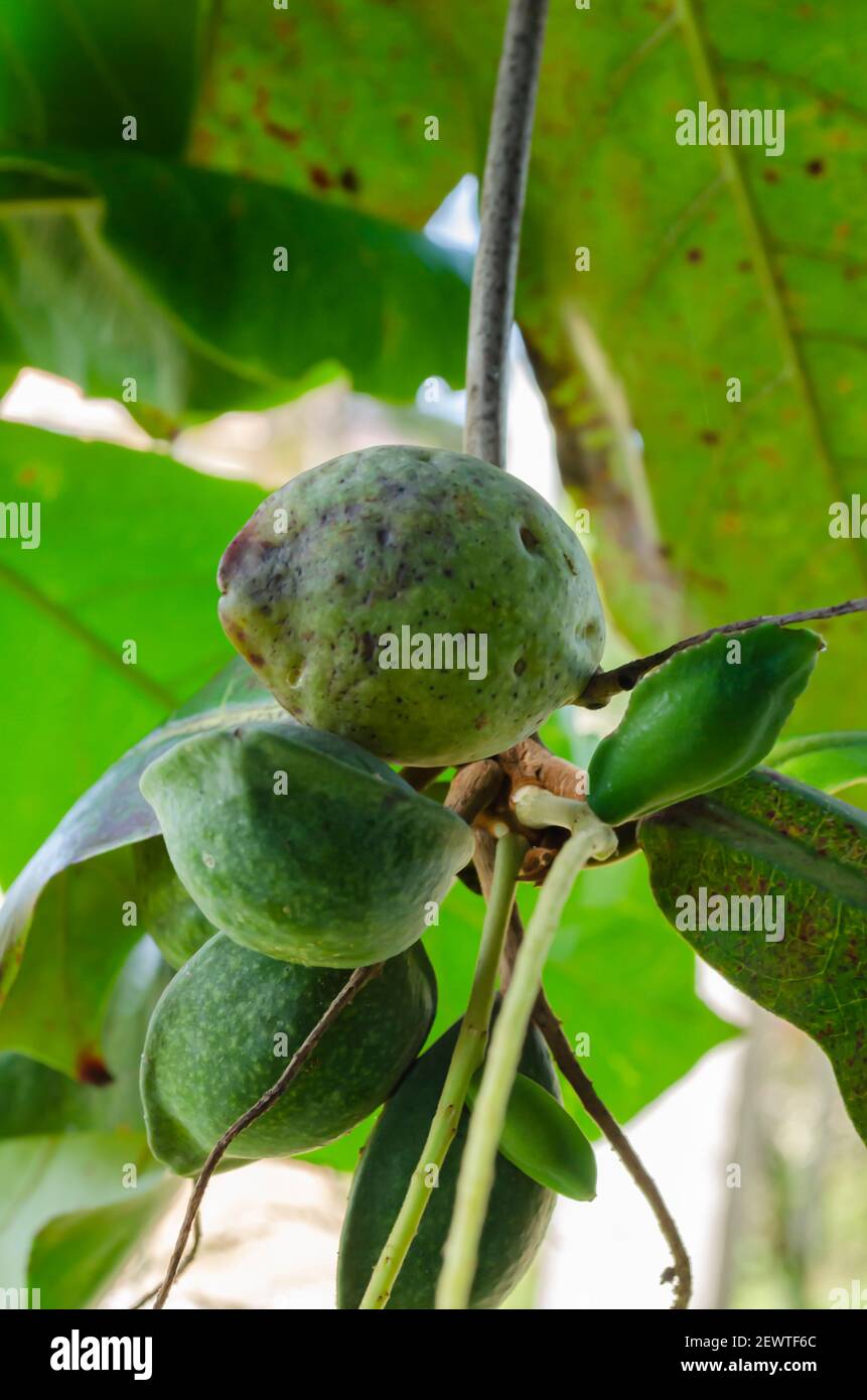Malabar-almond Fruits Mature At Different Levels Stock Photo