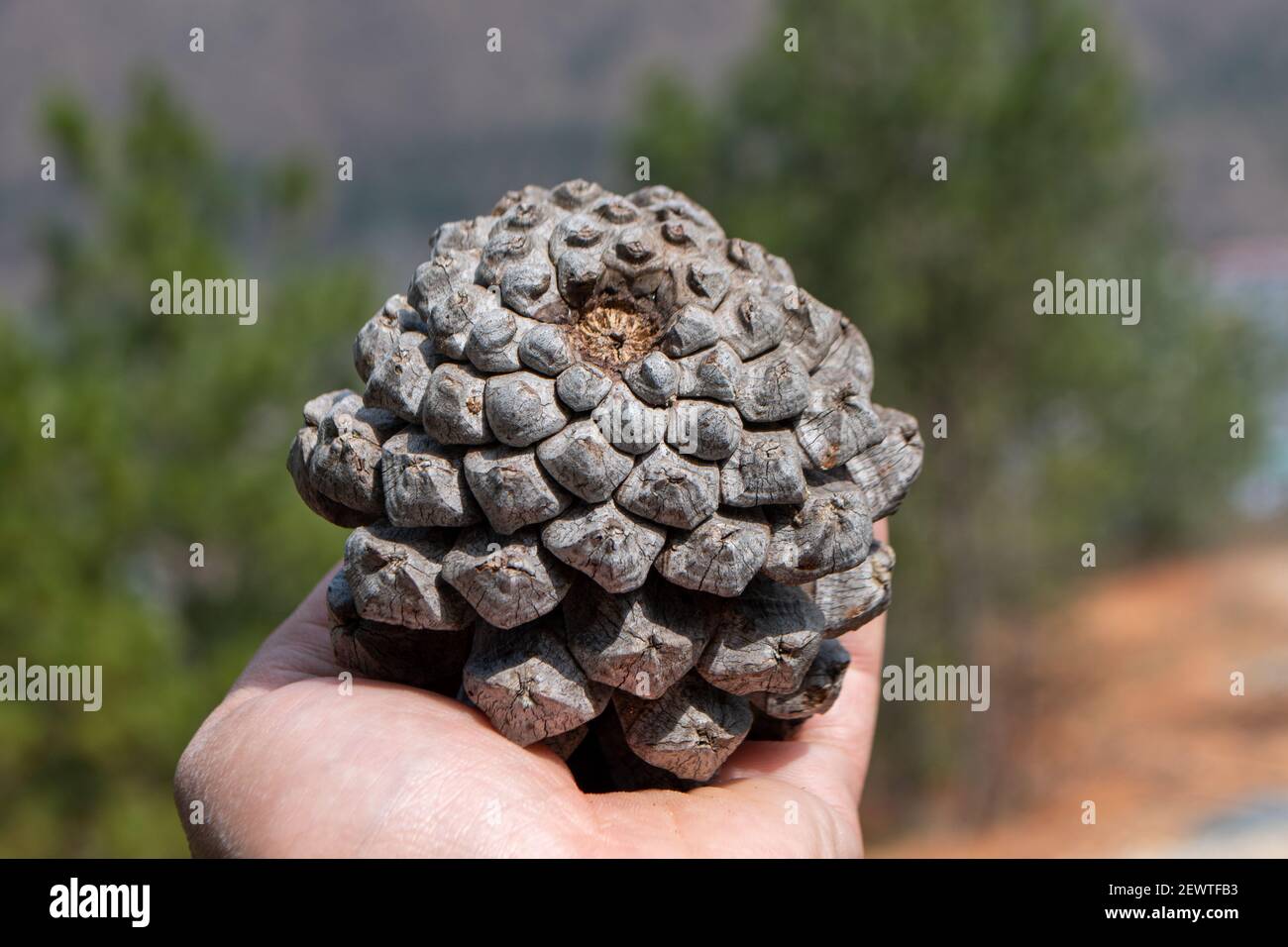 Beautiful close up pattern from a simple pine cone Stock Photo