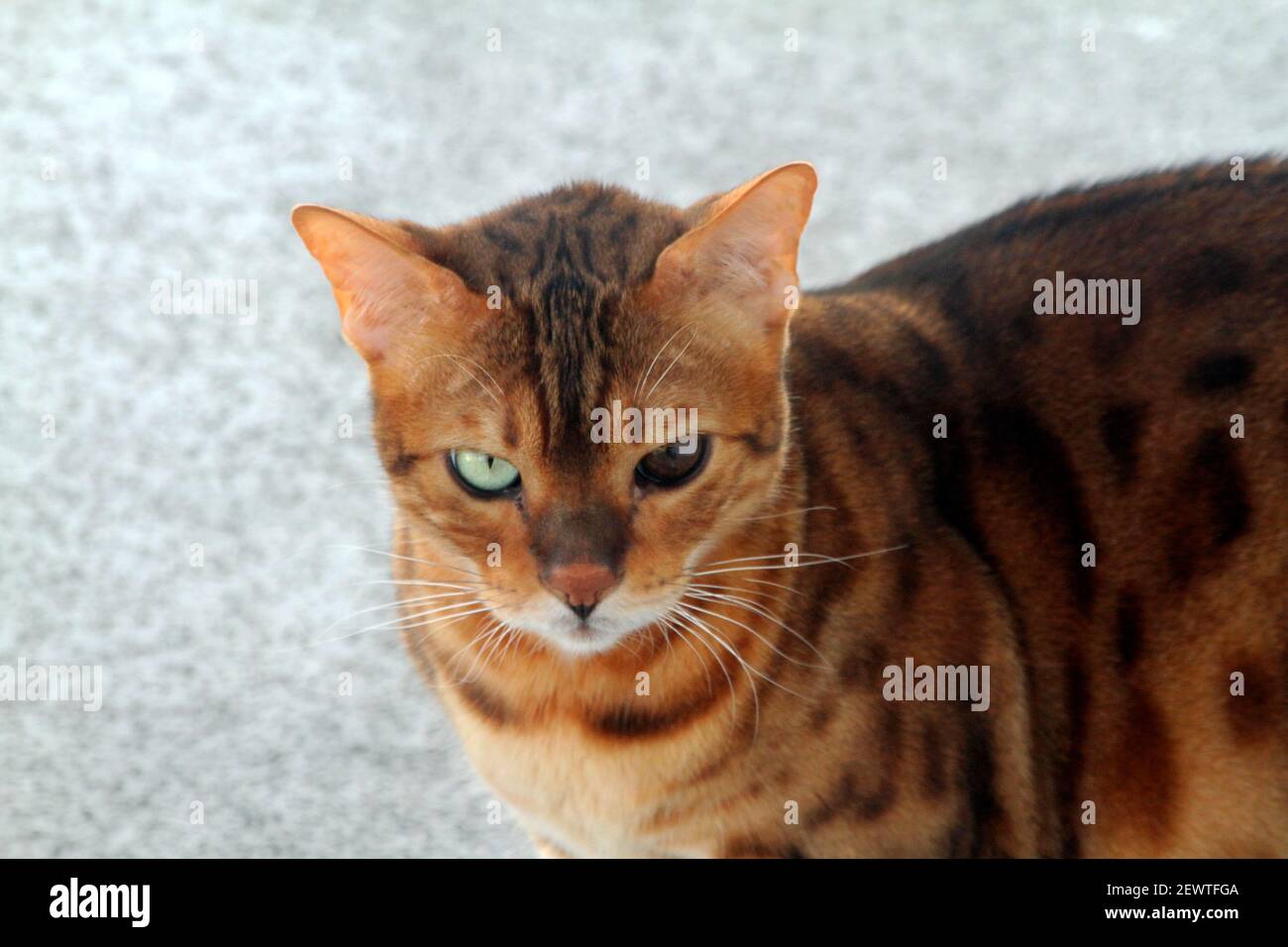 Somali and Bengal mix cat with with different-colored eyes