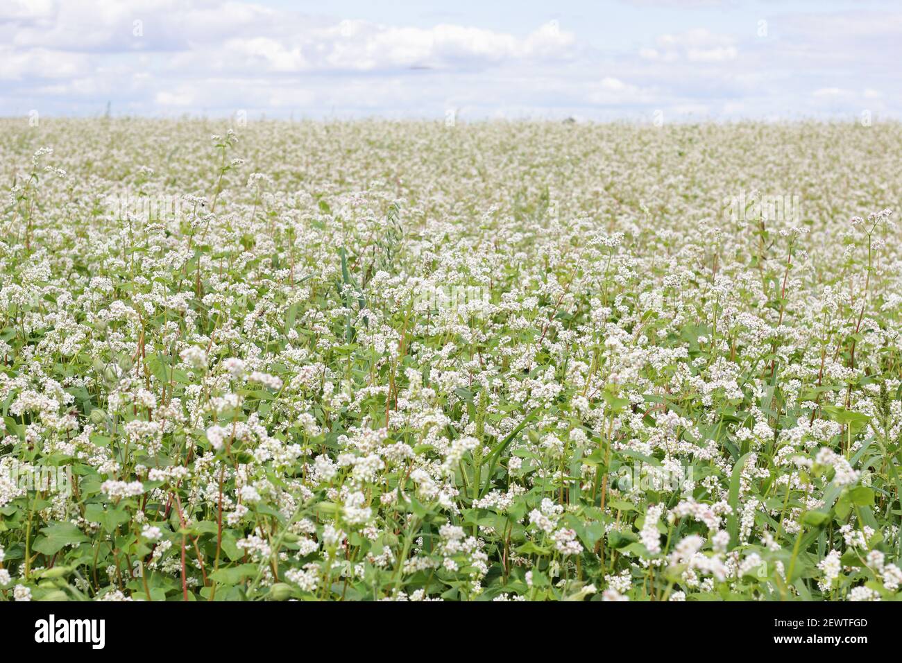Buckwheat plant on agriculture field bloomong with white flowers, eco farming background or texture, closeup, organic agriculture and horticulture con Stock Photo