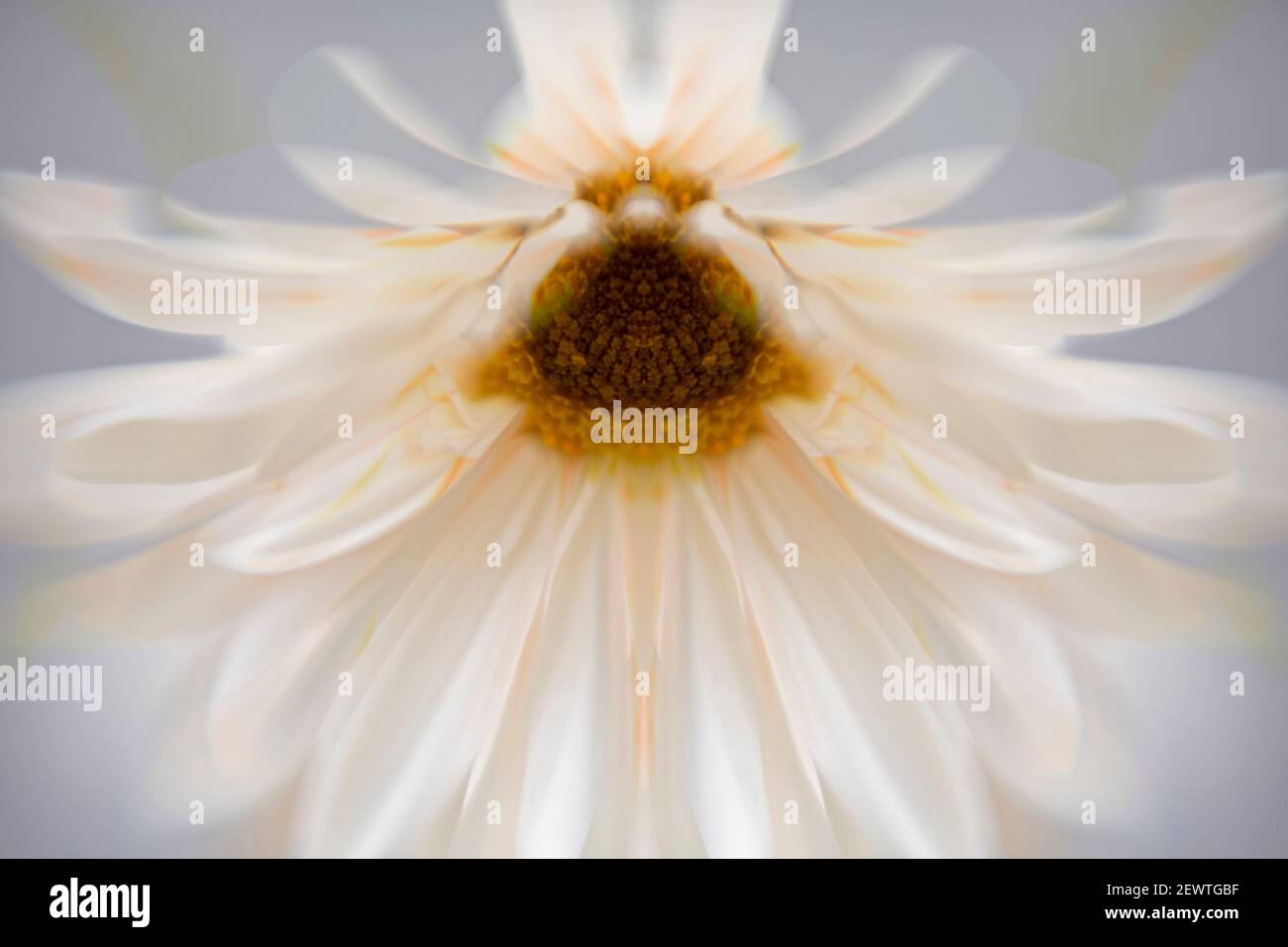 PL00022-00...WASHINGTON - Mirror montage of a daisy type flower in a art image shot with a Lens Baby Sweet Spot 50. Stock Photo