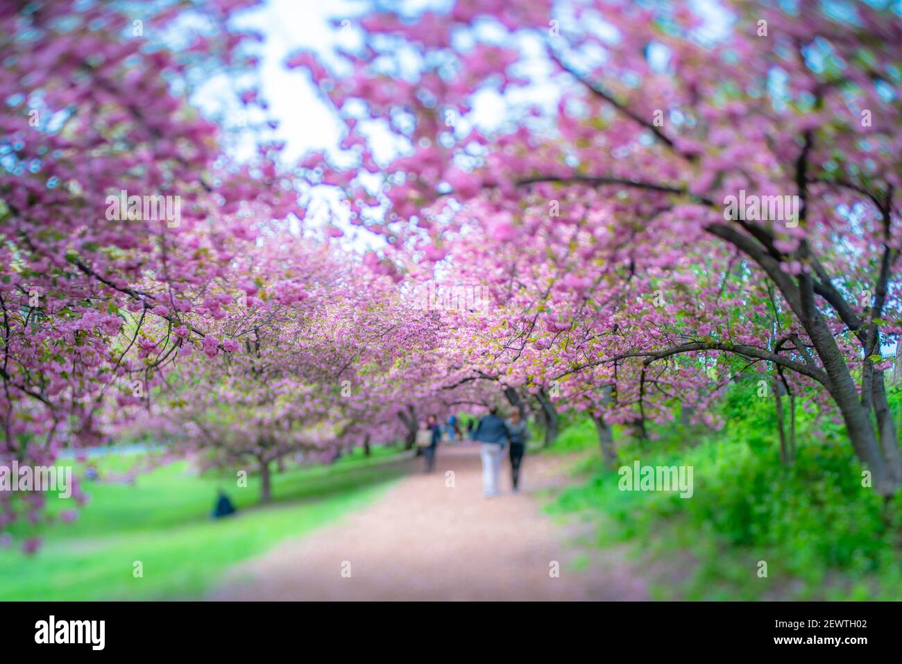 Rows of full-bloomed Cherry blossom trees surround the footpath in ...