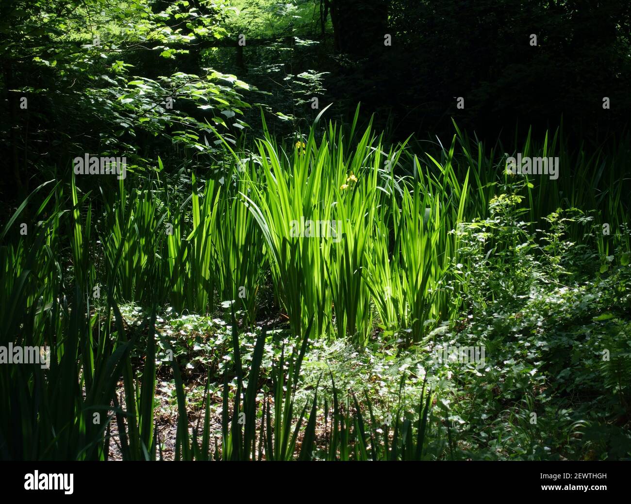 Verdant garden backlit hi-res stock photography and images - Alamy