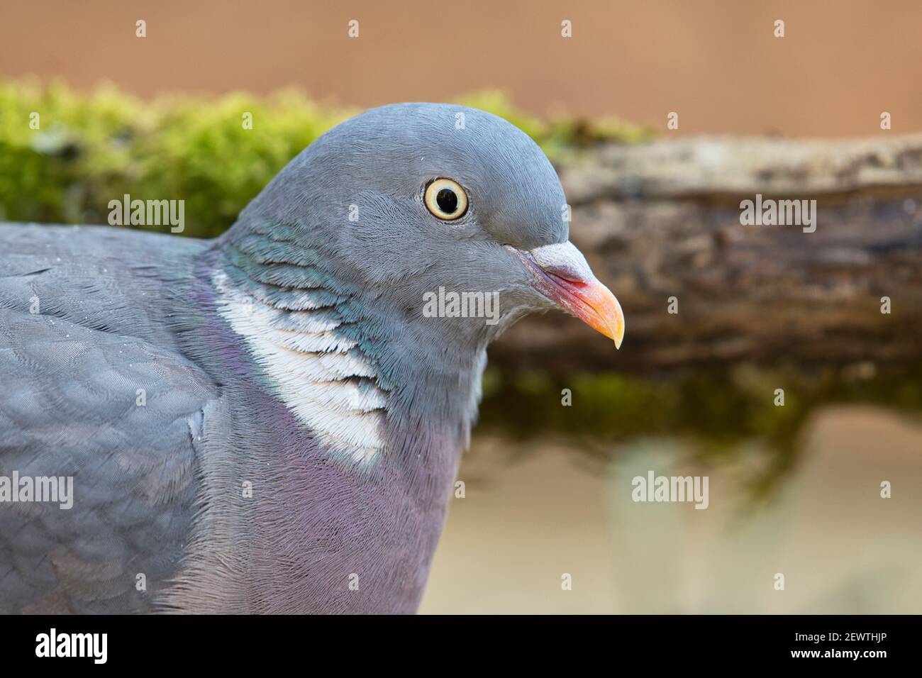 Portrait of an adult wood pigeon (Columba palumbus) Stock Photo