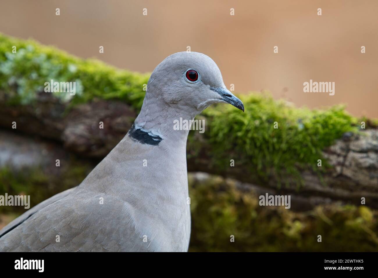 Portrait of a collared dove (Streptopelia decaocto) Stock Photo