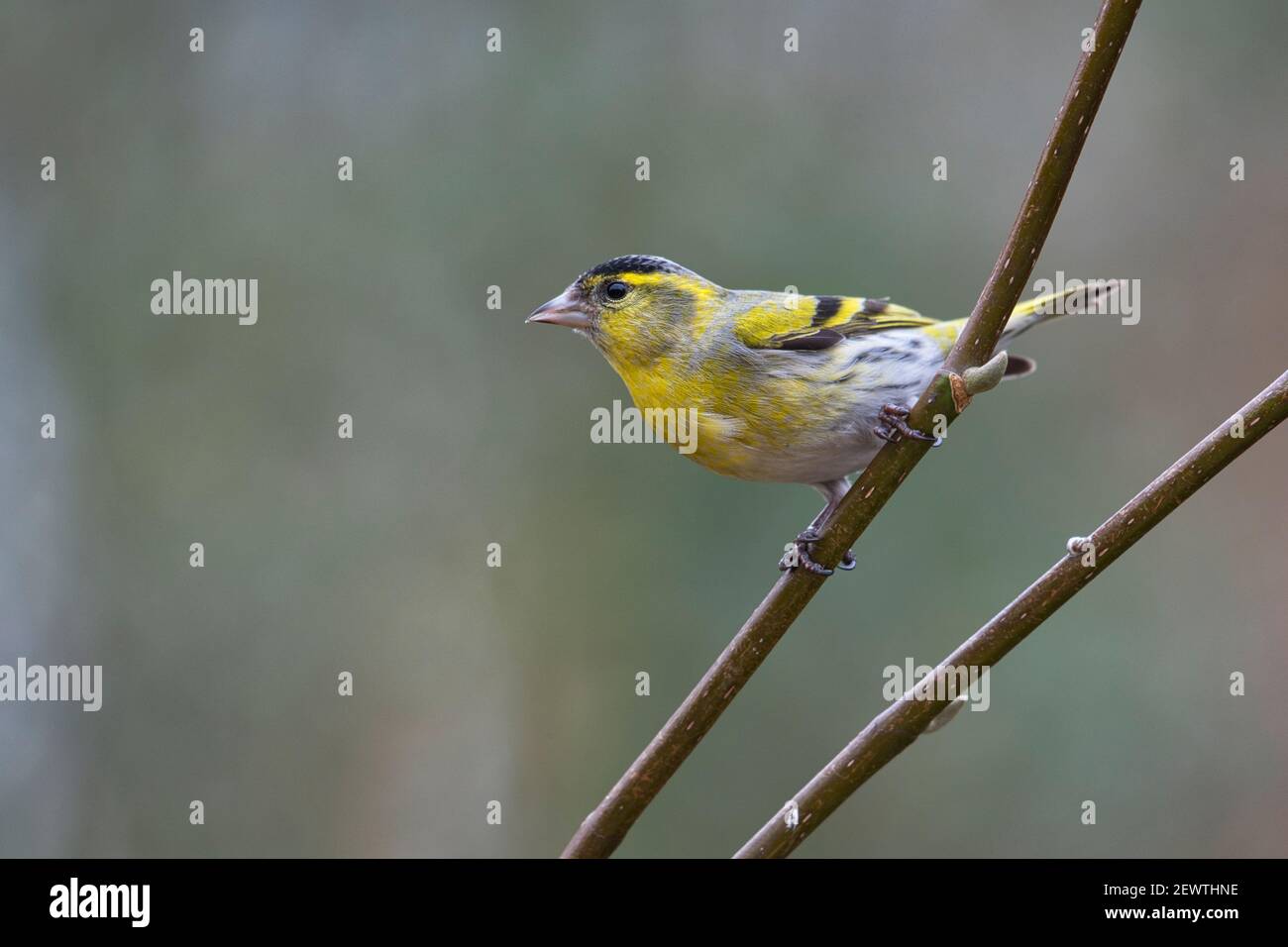Adult male Eurasian siskin (Carduelis spinus) perched in a garden tree Stock Photo
