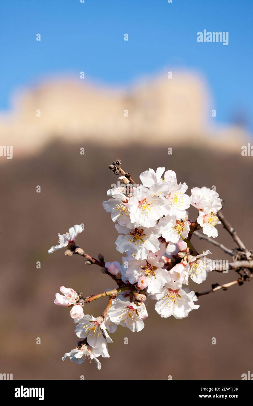 Castle of Hambach in Neustadt Germany with blooming almonds in the foregound Stock Photo