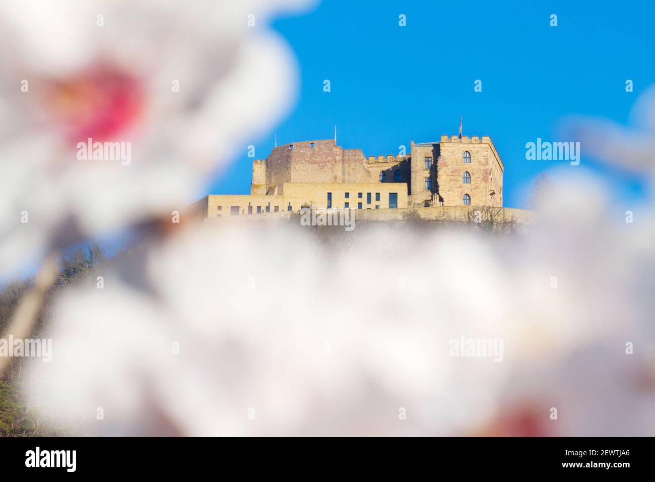 Castle of Hambach in Neustadt Germany with blooming almonds in the foregound Stock Photo