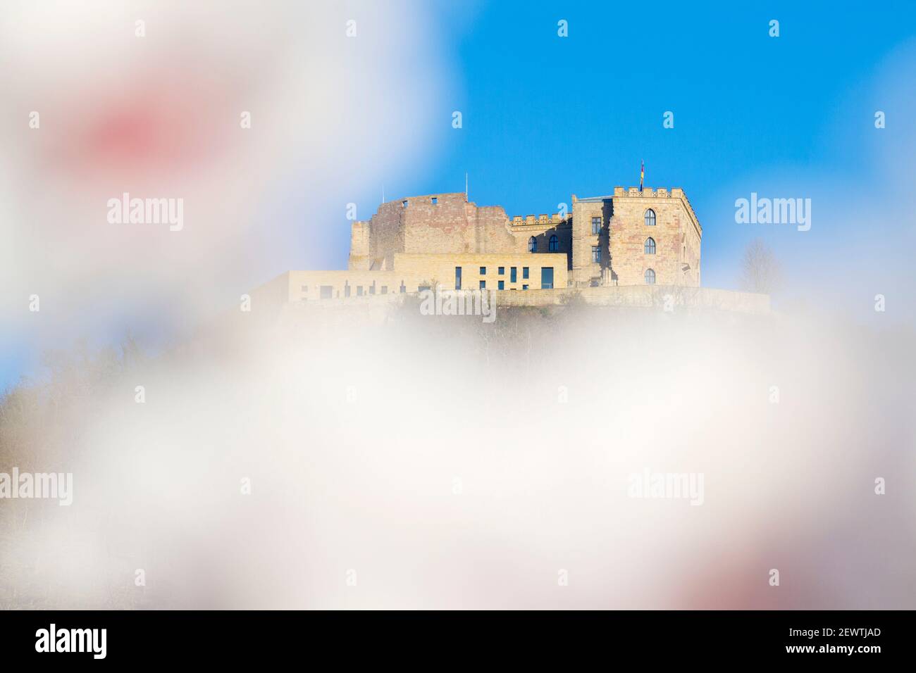 Castle of Hambach in Neustadt Germany with blooming almonds in the foregound Stock Photo