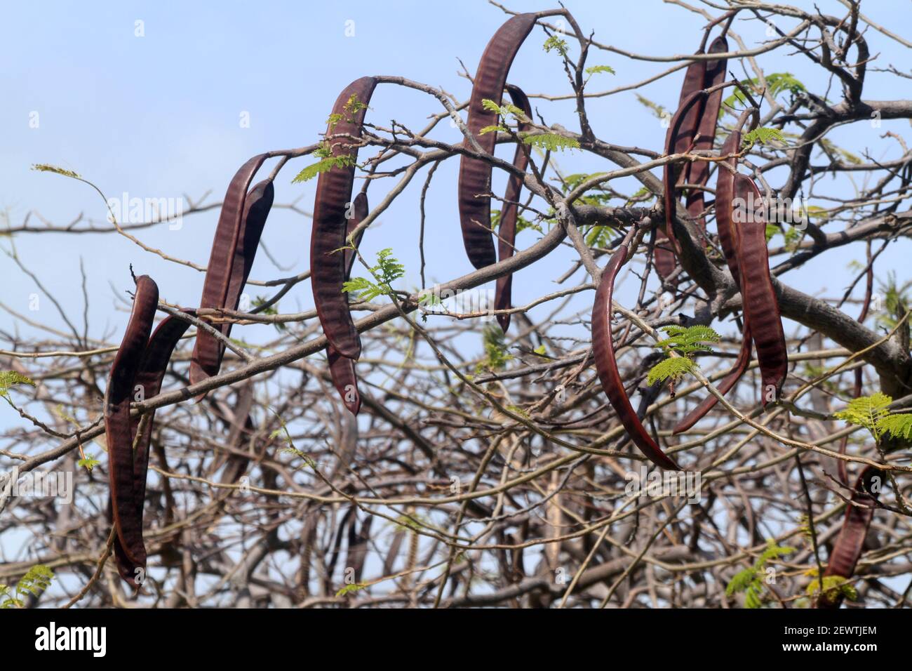 Honey Locust Tree High Resolution Stock Photography and Images Alamy