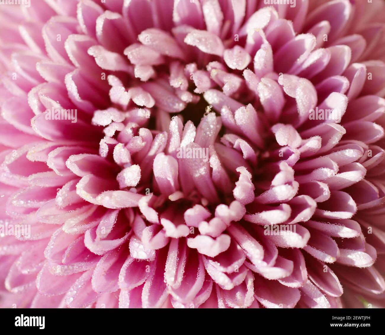 Flower macro in bright colorful mood bloosting colors: orange and pink, backdrop or texture for your design or banner, closeup, natural background con Stock Photo