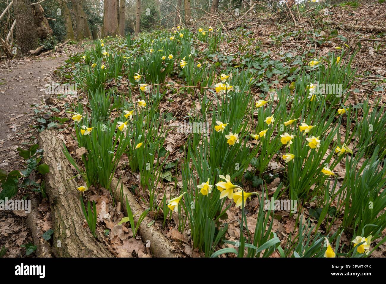 Wild daffodils (Narcissus pseudonarcissus), native wildflower in ancient woodland at Warren Wood, Surrey, UK Stock Photo