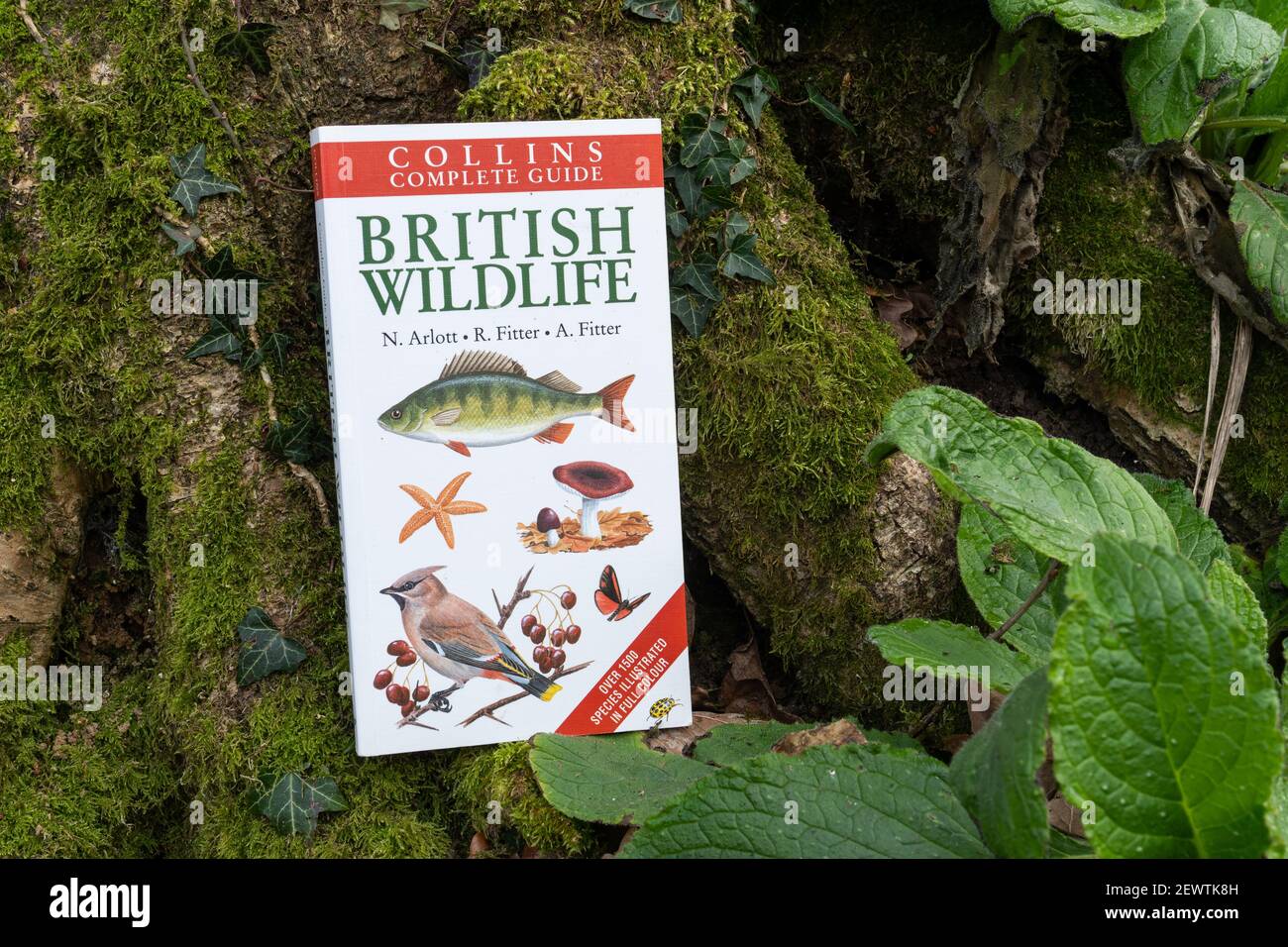 British wildlife book by Collins in woodland or countryside, UK Stock Photo