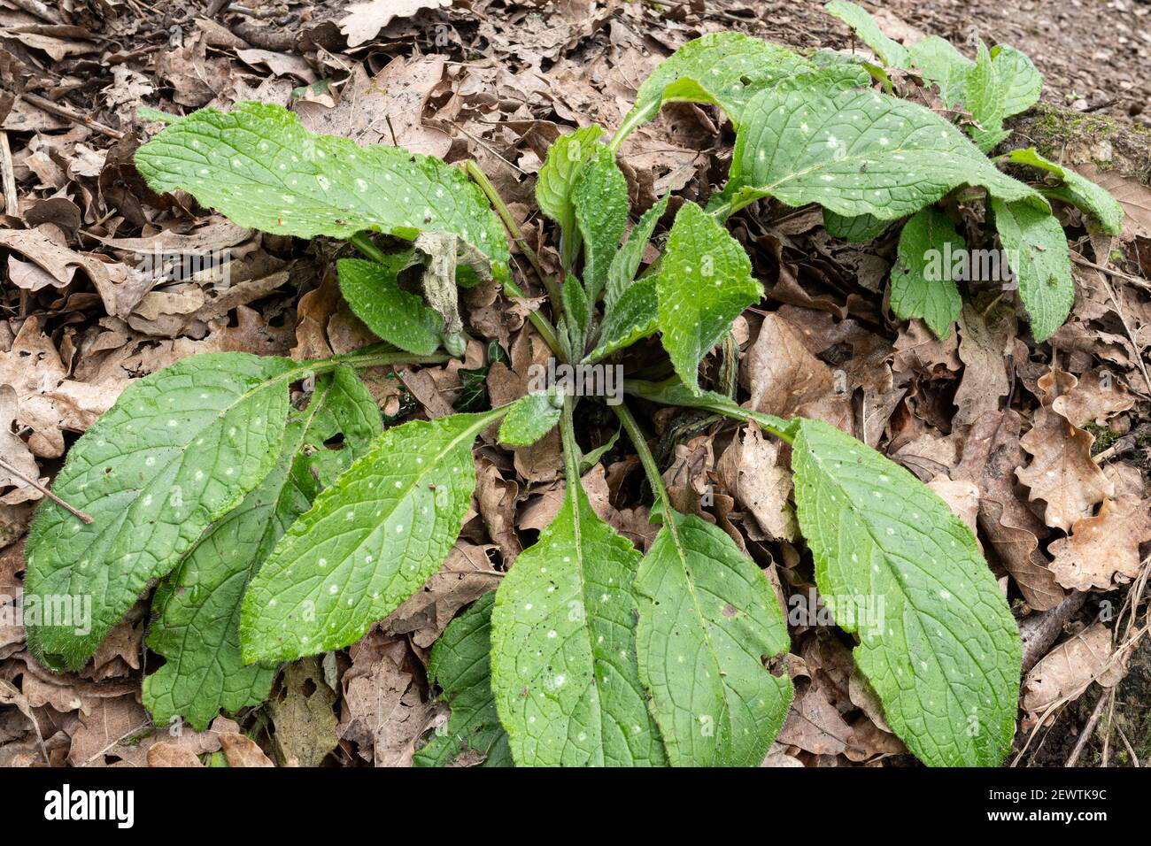 Lungwort (Pulmonaria officinalis) foliage showing spotted leaves in March, England, UK Stock Photo