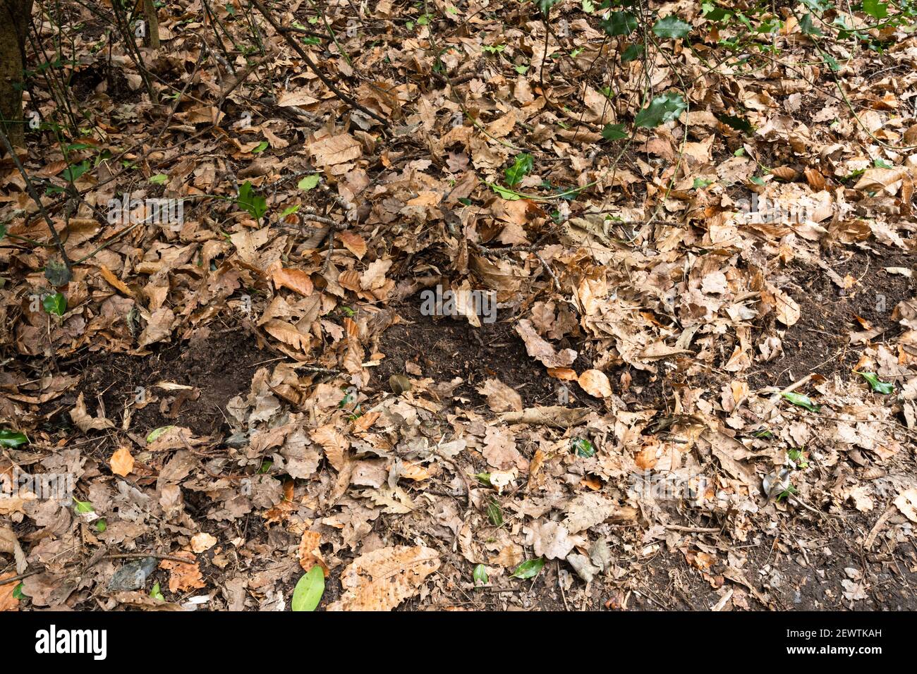 Disturbed ground near a badger sett caused by the animals snuffling or rooting around in the soil under leaves for worms, UK woodland animal signs Stock Photo